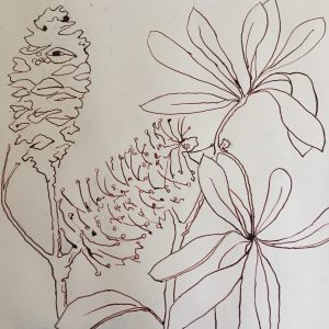 Banksia design (copyright) for screen print
